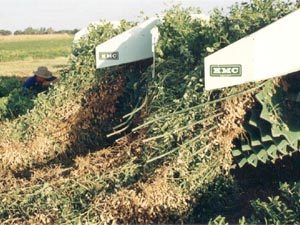 Peanut diggers cut and lift the peanut bushes from the soil during the first stage of harvesting