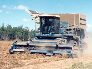 Peanut threshers remove peanut pods from the inverted bushes during the second stage of harvesting